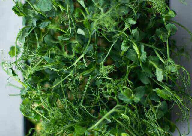 Microgreens Farming : All you need to know